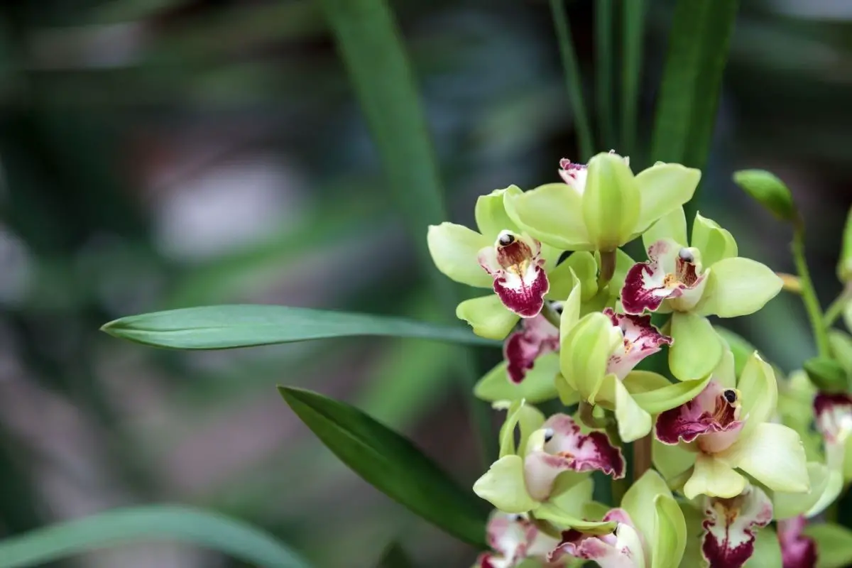 Green Cymbidium Orchid Clear Lip