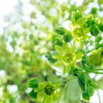26 Vibrant Green Flowers (Including Pictures)