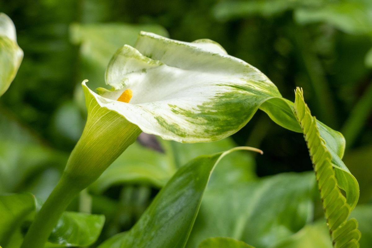 Green Goddess Arum Lily (Zantedeschia aethiopica)