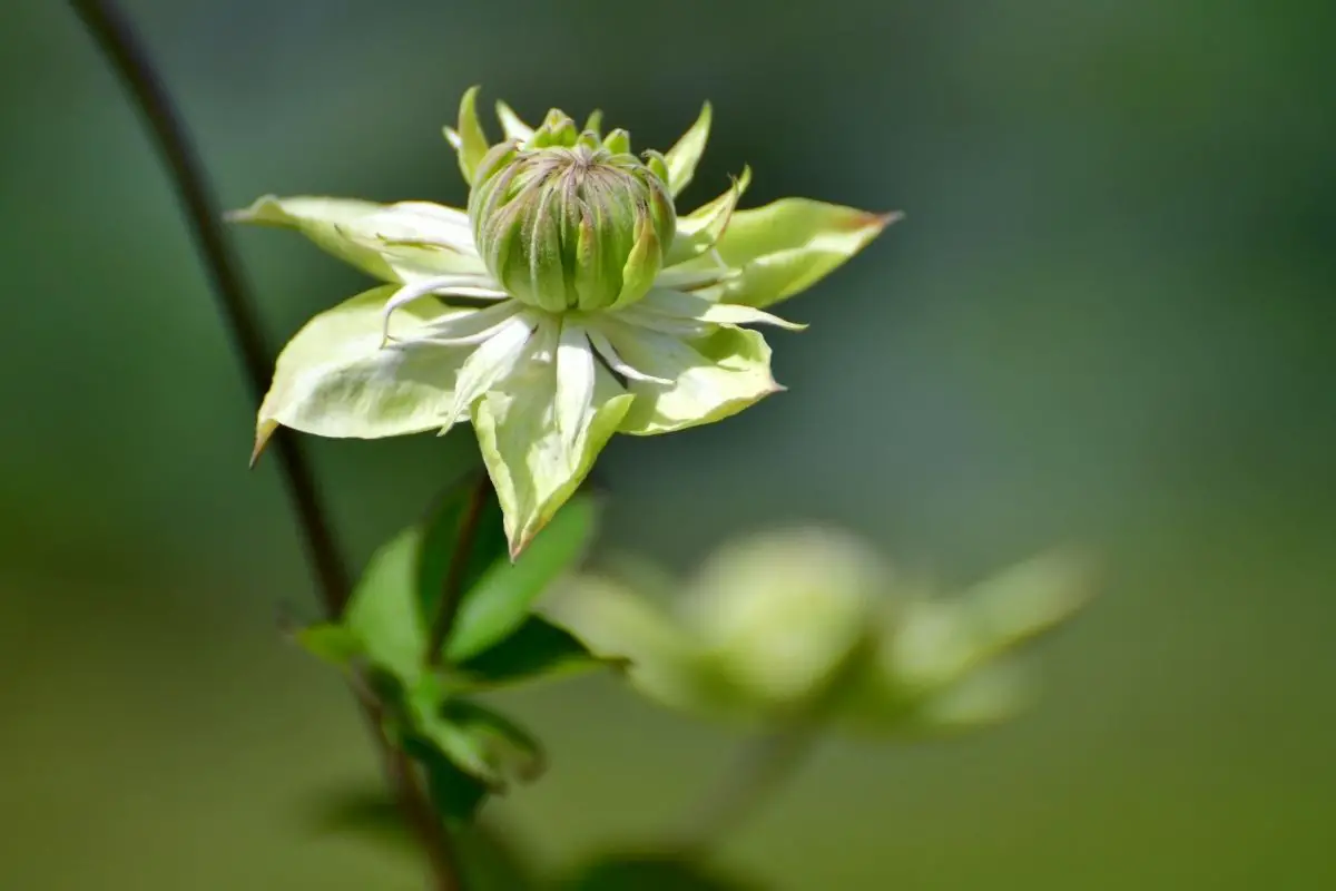Green Passion Clematis