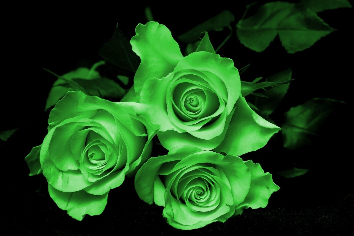 Green Rose