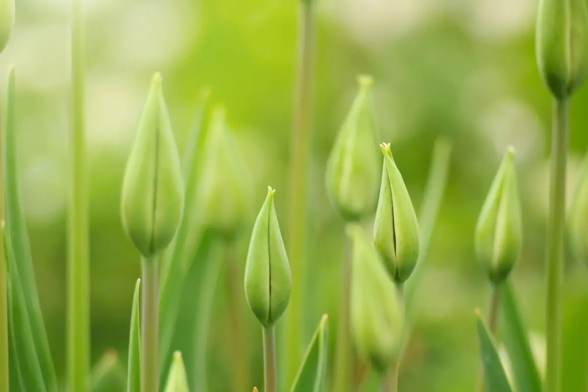 Green Tulips