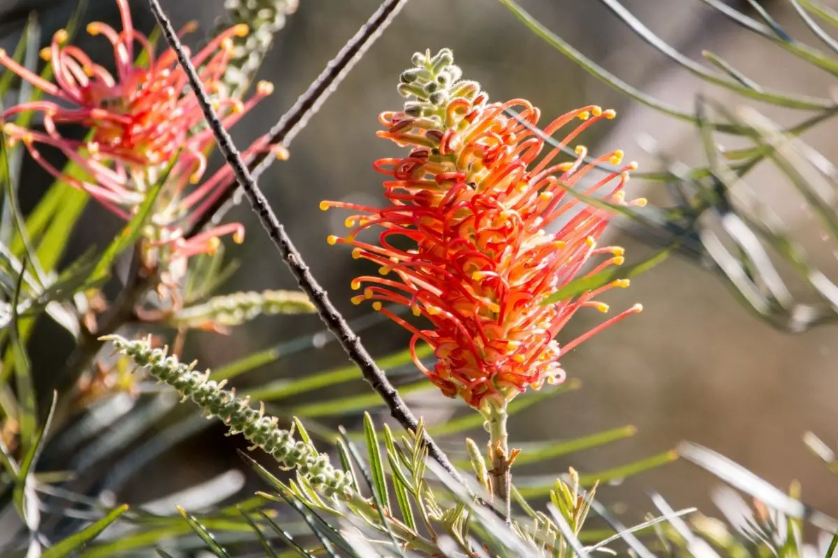 Grevillea Flowers That Start With G