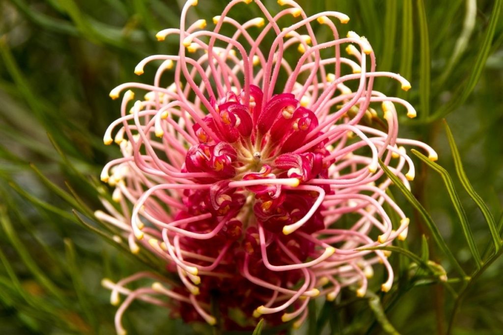 Grevillea Australian flowers