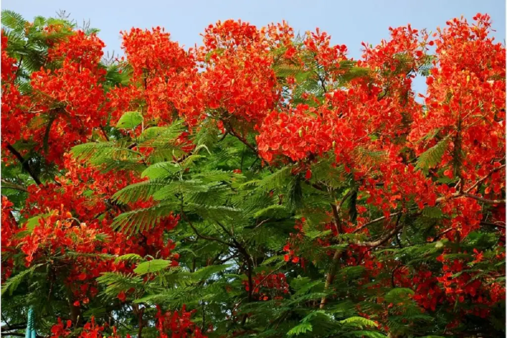 Gulmohar Tree (Delonix Regia) indian plants