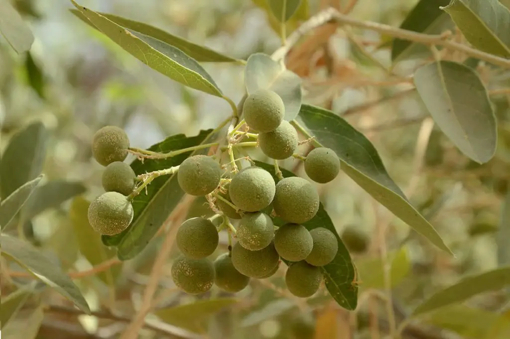 Desert Fruits-Hanza Fruit