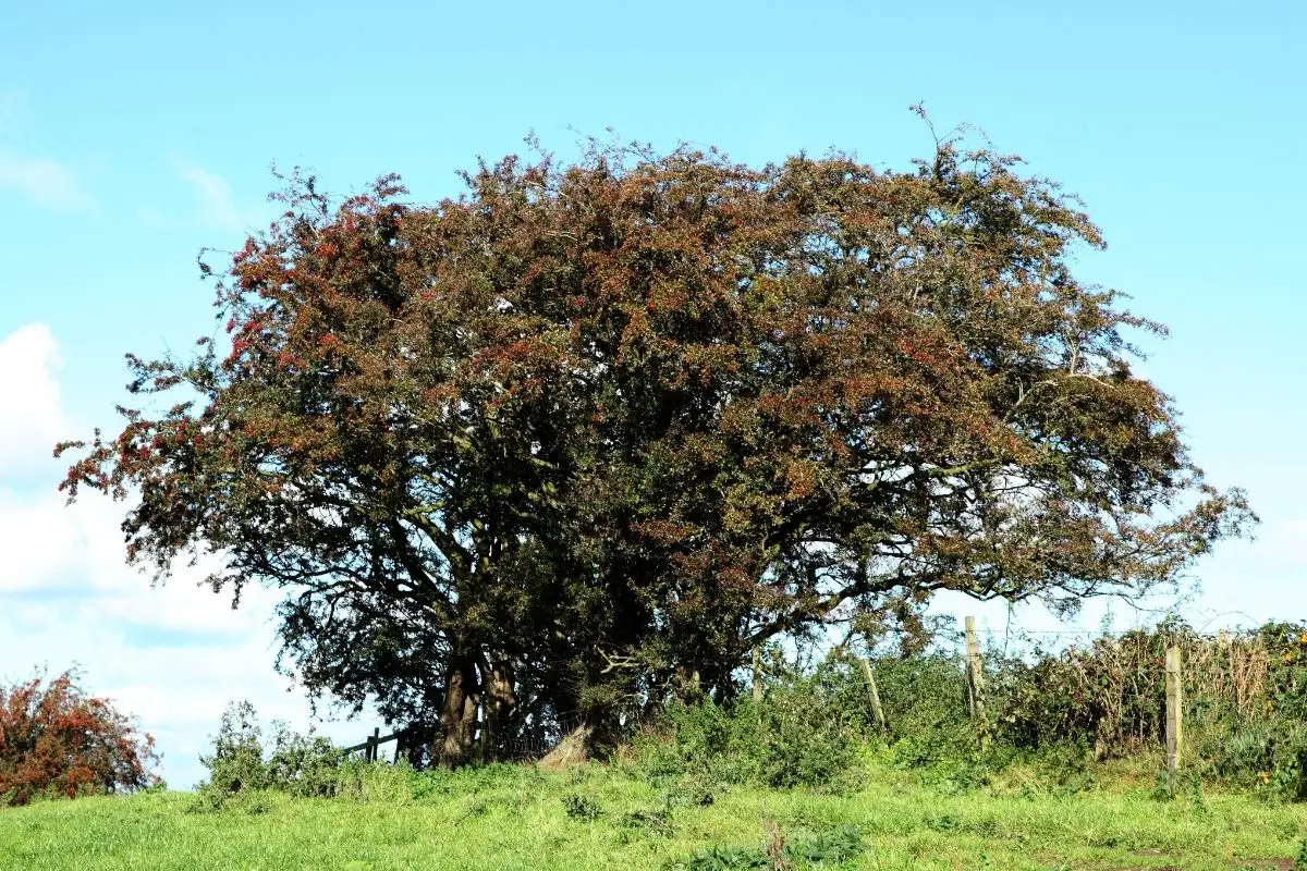 Hawthorn Tree 
