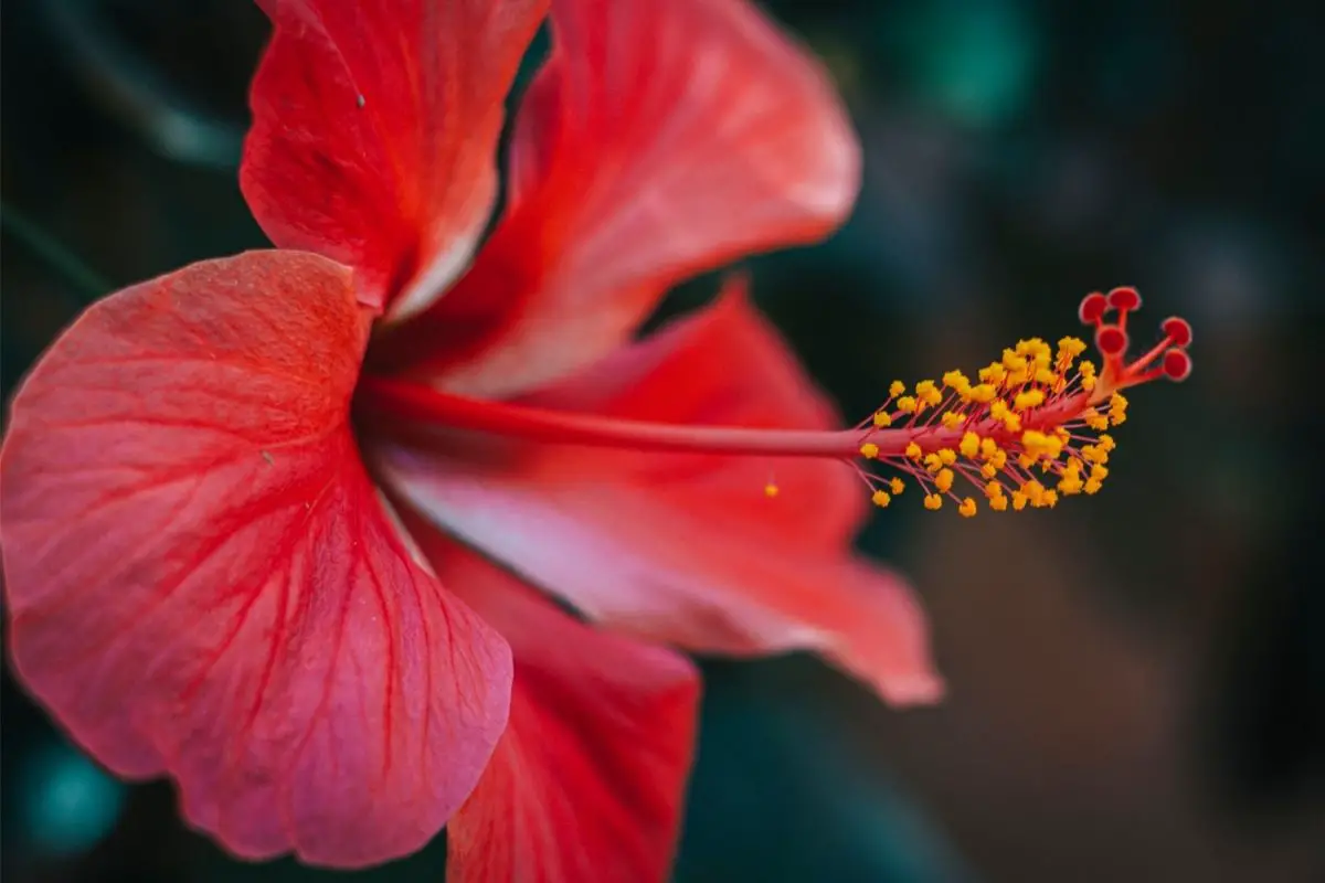 Hibiscus Panamanian flowers