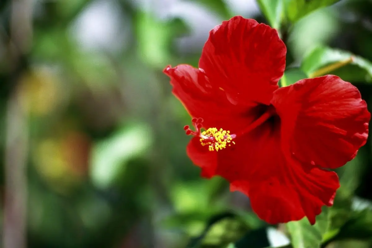 Hibiscus Flowers That Start With H