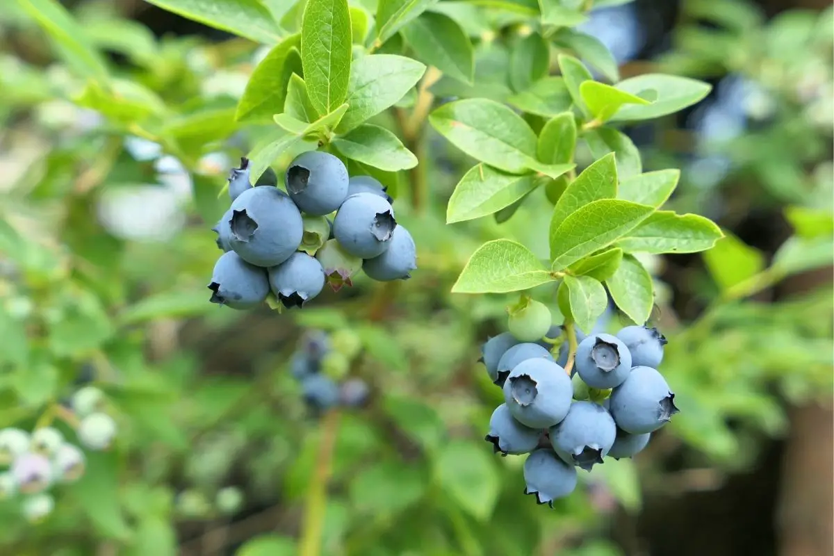 Highbush Blueberry Fruits That Start With H