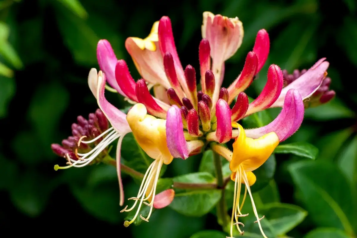 Honeysuckle Flowers That Start With H