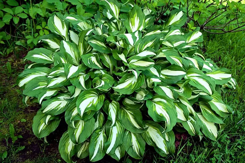 Hosta Green Plants