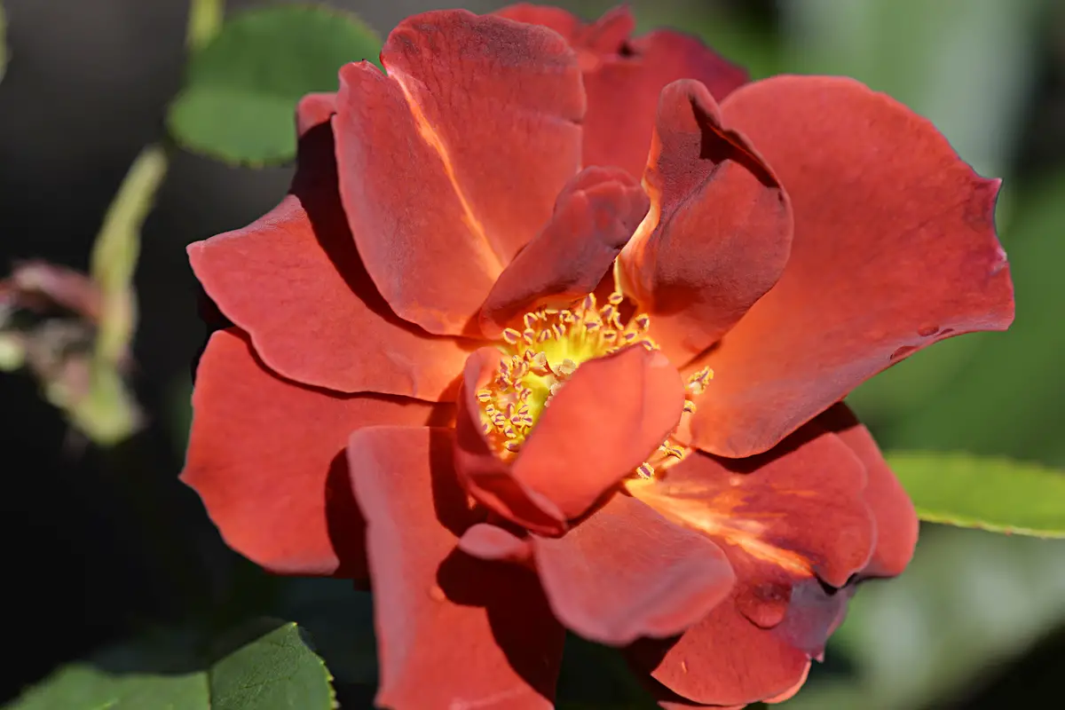 Hot Chocolate Bush Rose