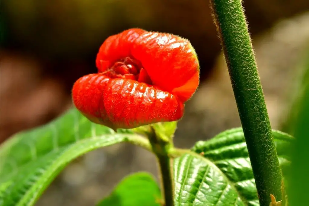 Hot Lips Tropical Rainforest Flowers