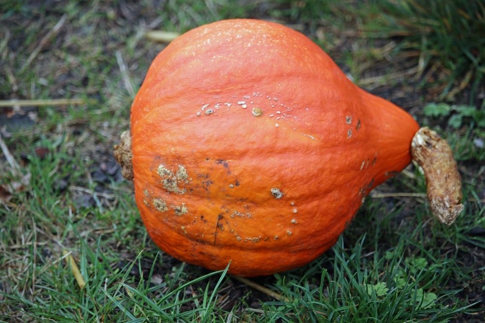 Hubbard Pumpkin