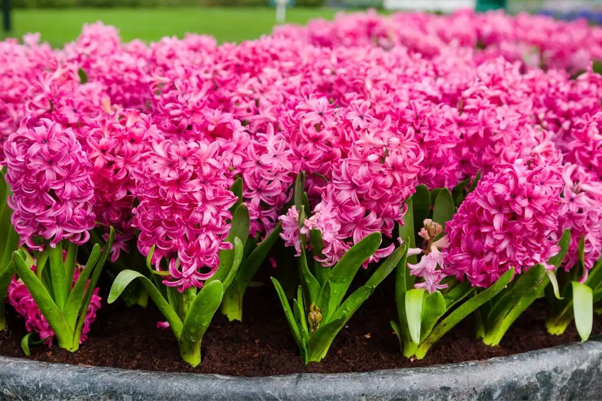 Hyacinth hot pink flowers