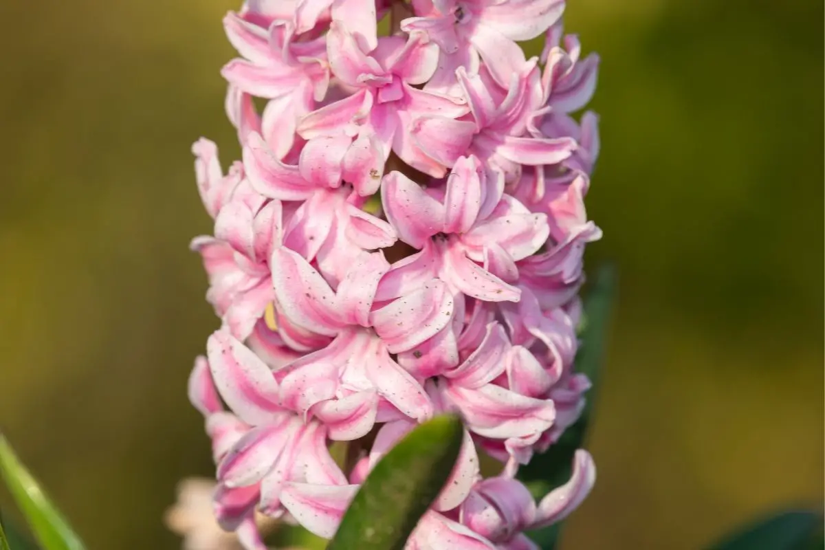 Hyacinth (Hyacinthus)