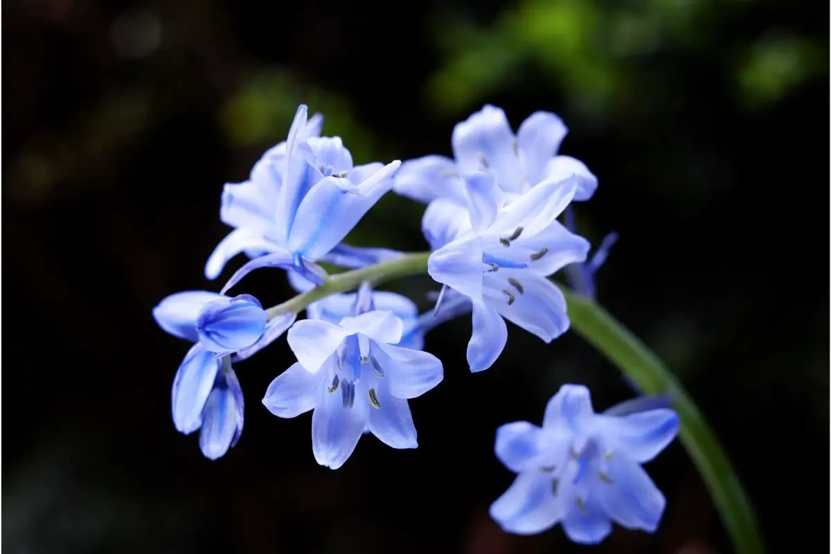 Hybrid Bluebell (Hyacinthoides X Massartiana)