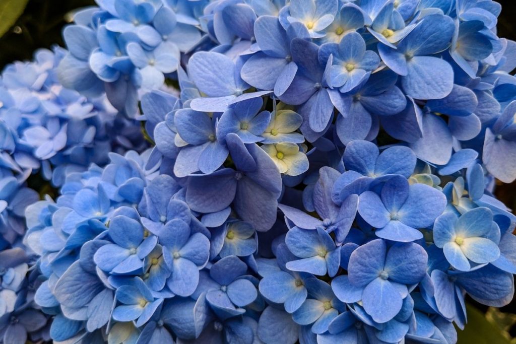 Hydrangea Macrophylla ‘Nikko Blue’ 