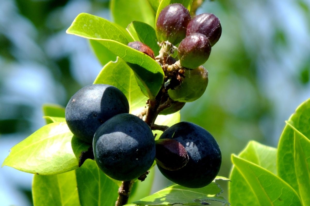 Icaco Fruits that start with I