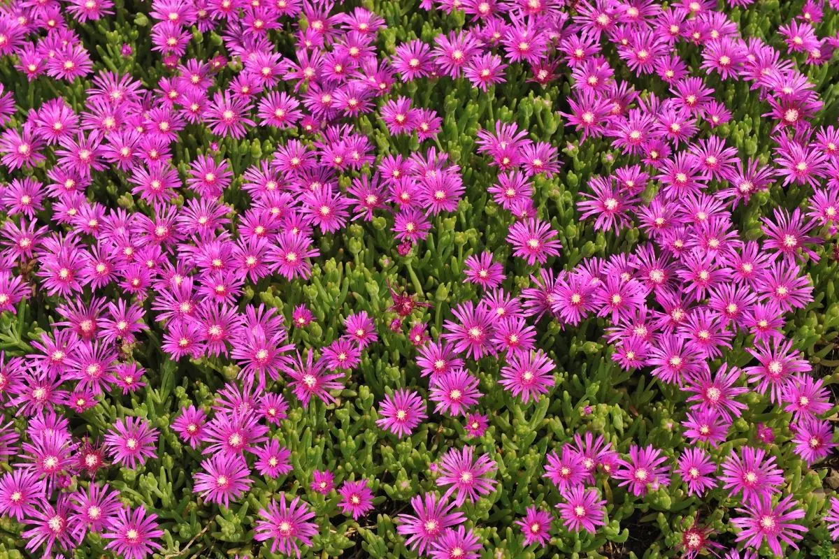 Ice plant Flowers That Start With I
