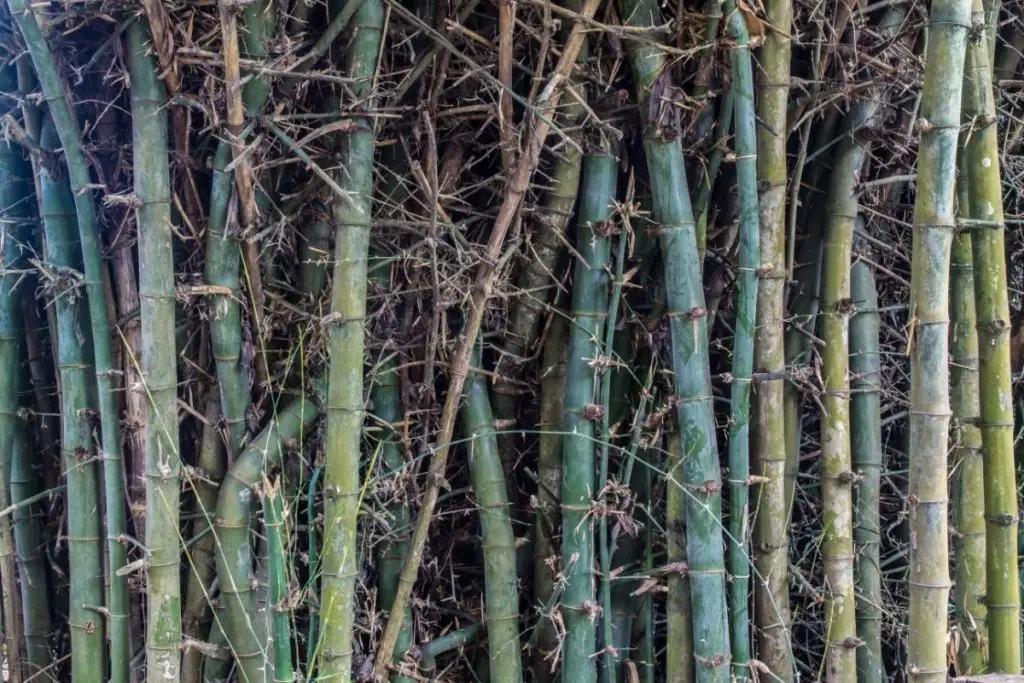 Indian Timber Bamboo (Bambusa Tulda) 