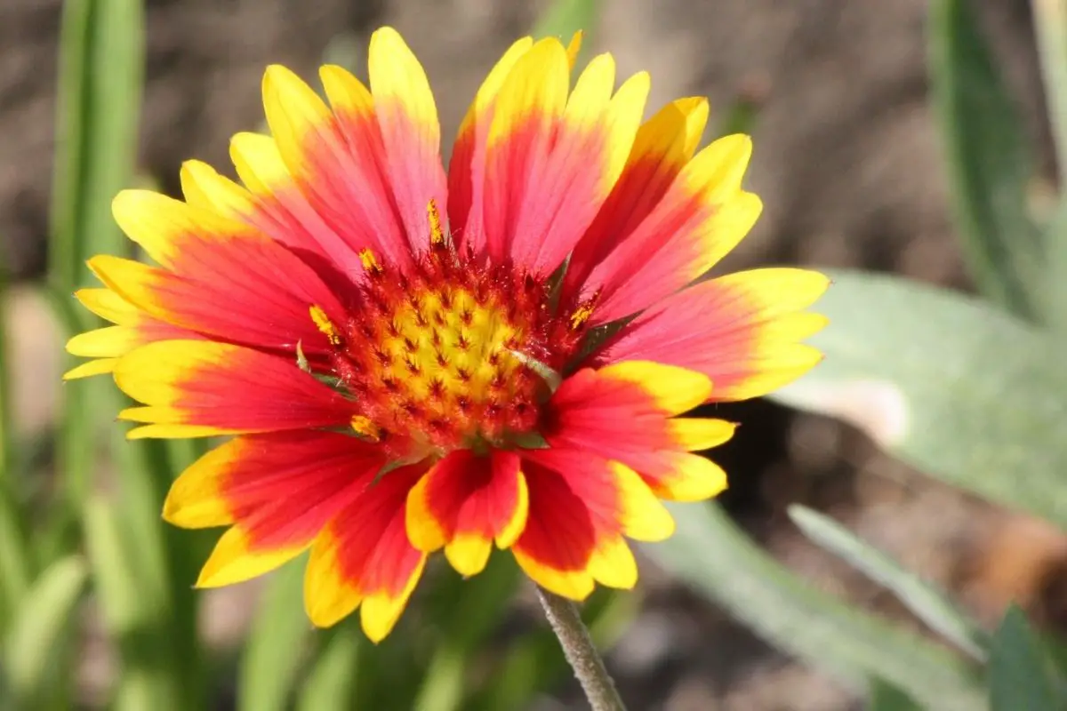 Indian blanket Flowers That Start With I