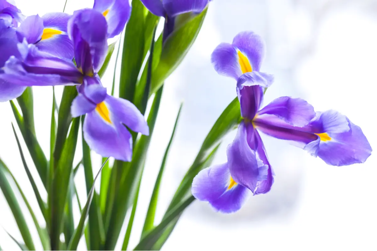 Iris French Flowers