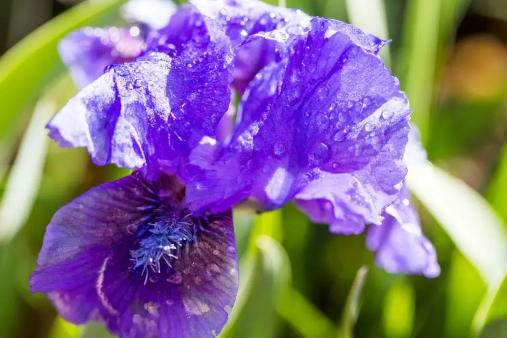 Iris, Dwarf (Iris Attica) 