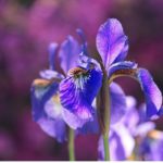 18 Fantastic Iris Flowers (With Pictures)