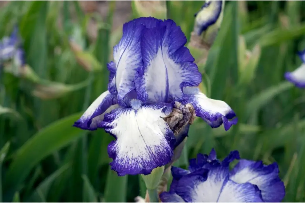 Iris (Iris Germanica) 