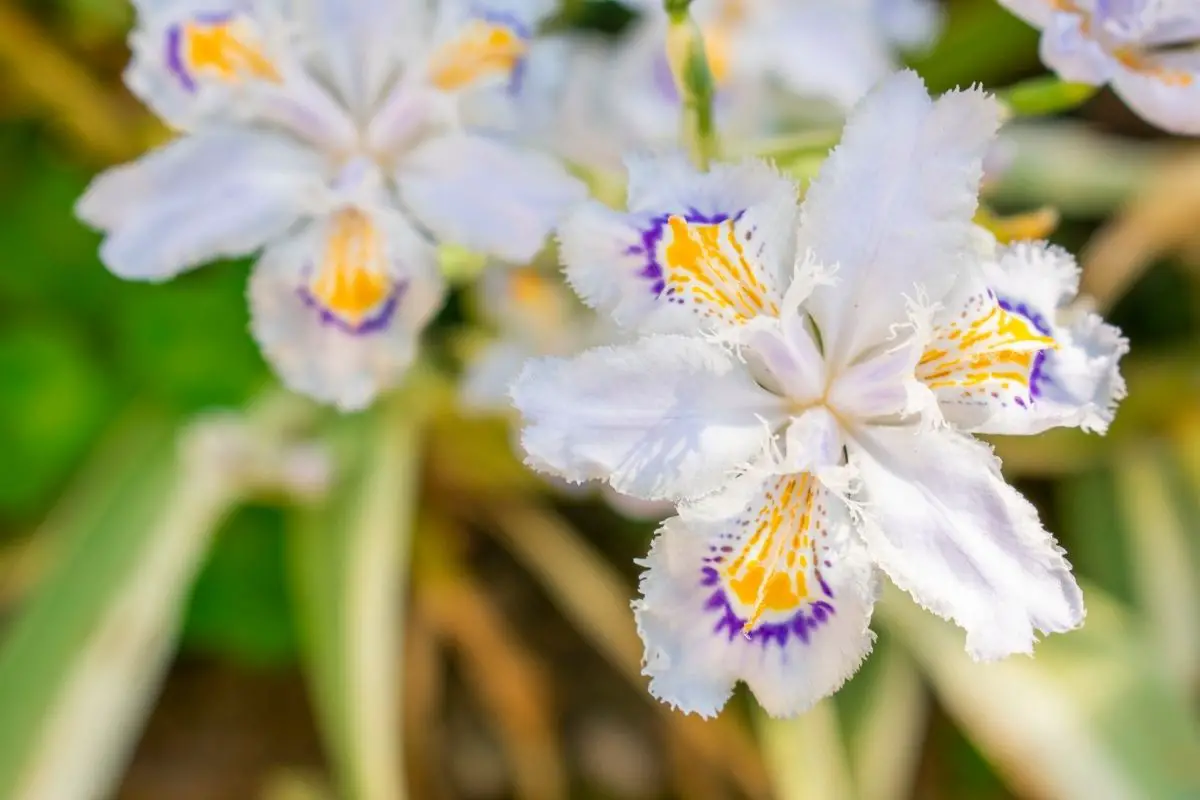 Iris Japonica  
