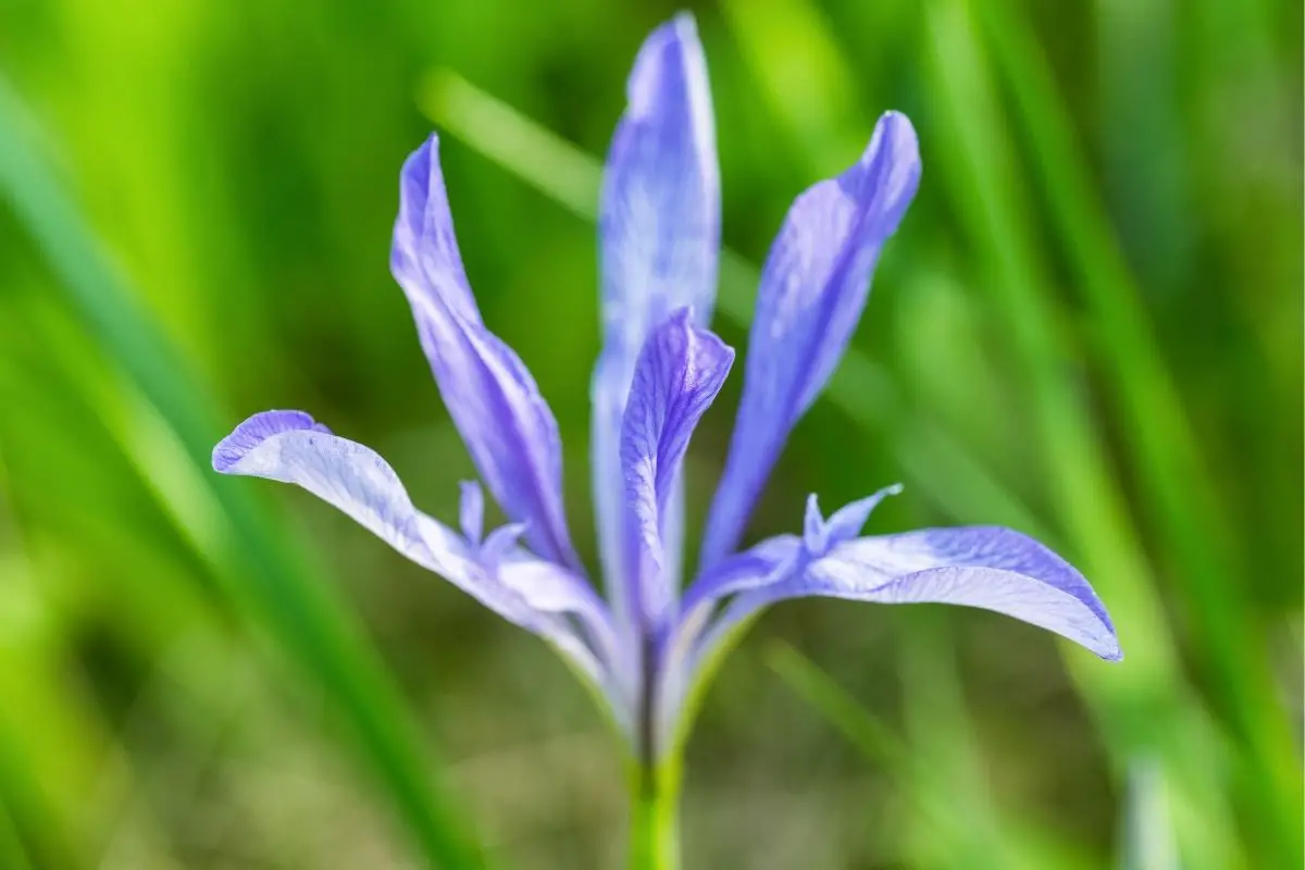 Iris Lactea 