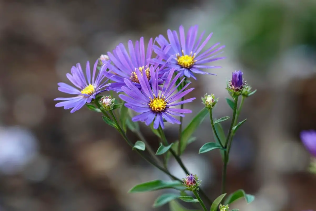 Italian aster Flowers That Start With I