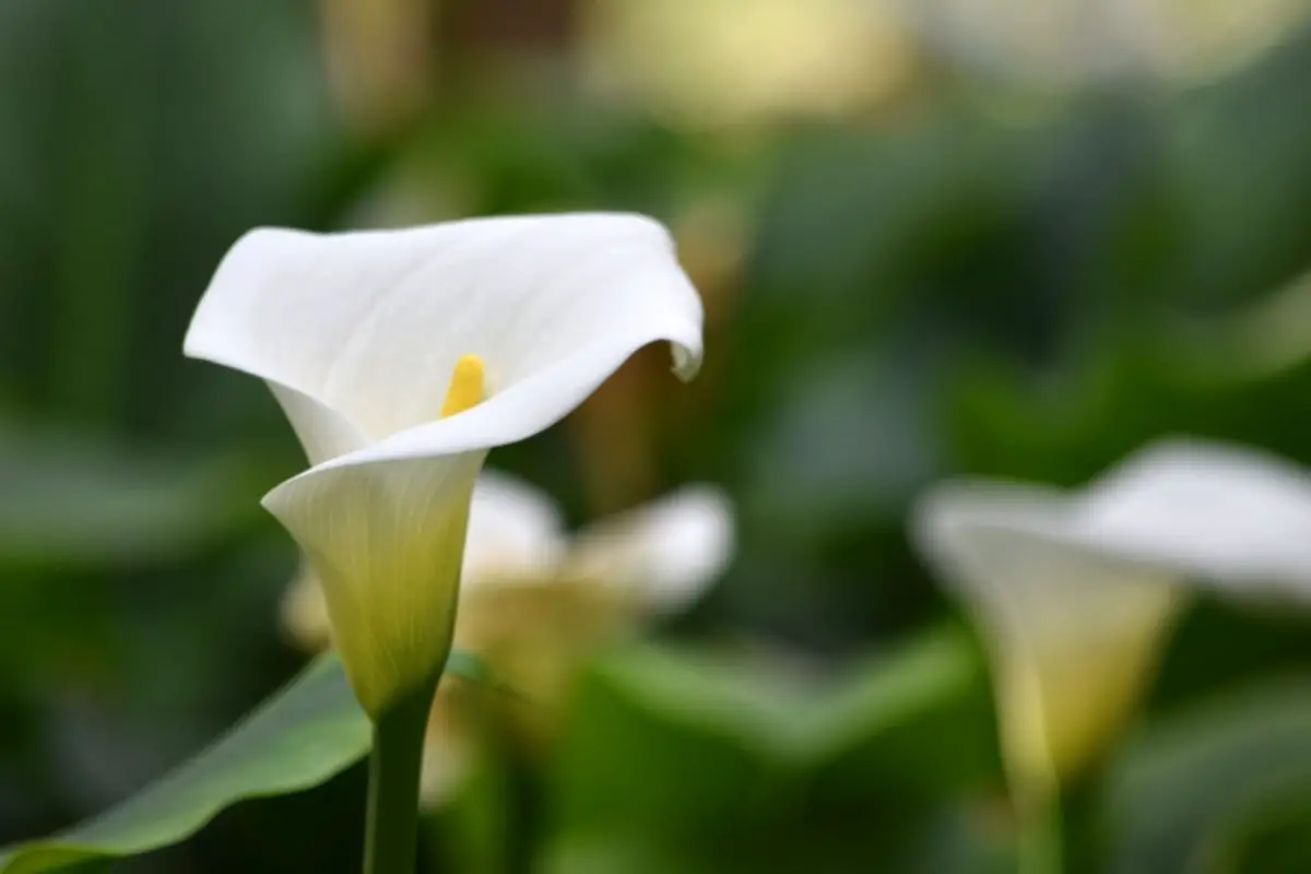 Ivory Calla Lilies
