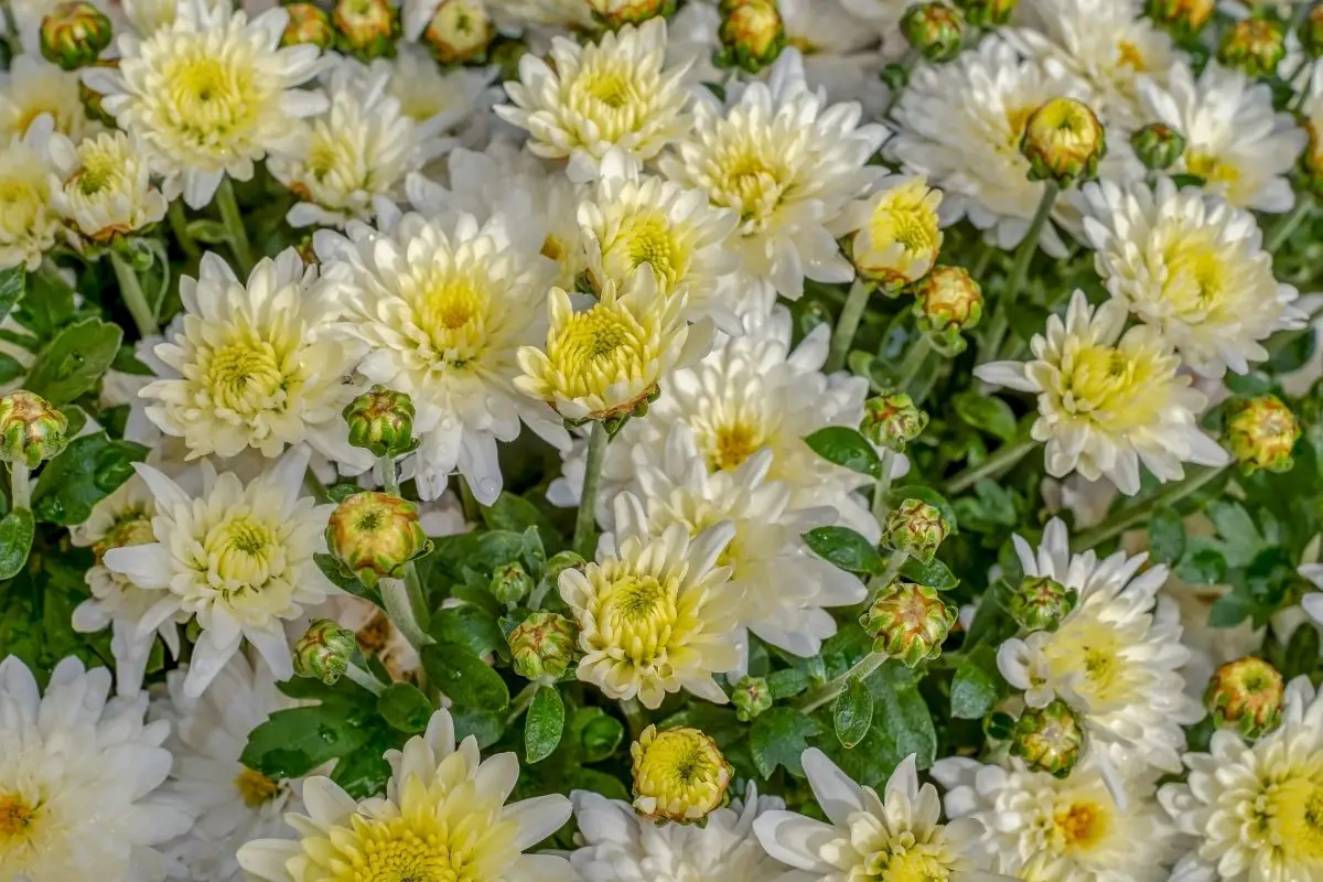 Ivory Chrysanthemum