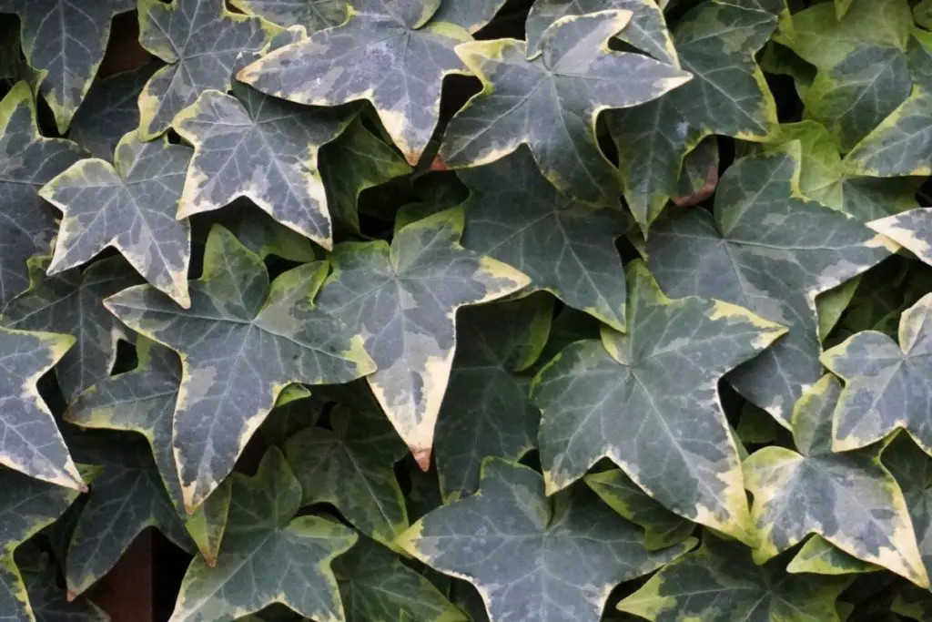 Ivy, Common (Hedera Helix) 