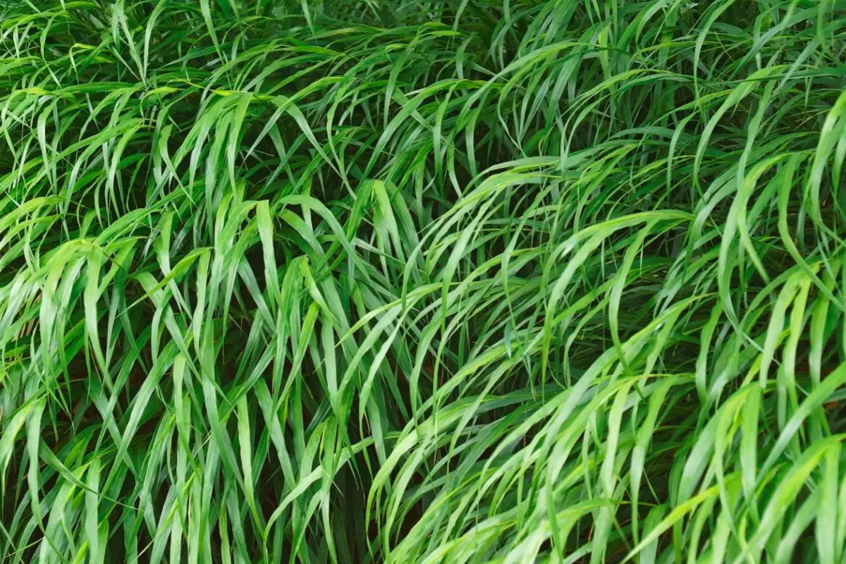 Japanese Forest Grass (Hakonechloa Macra ‘Aureola’)