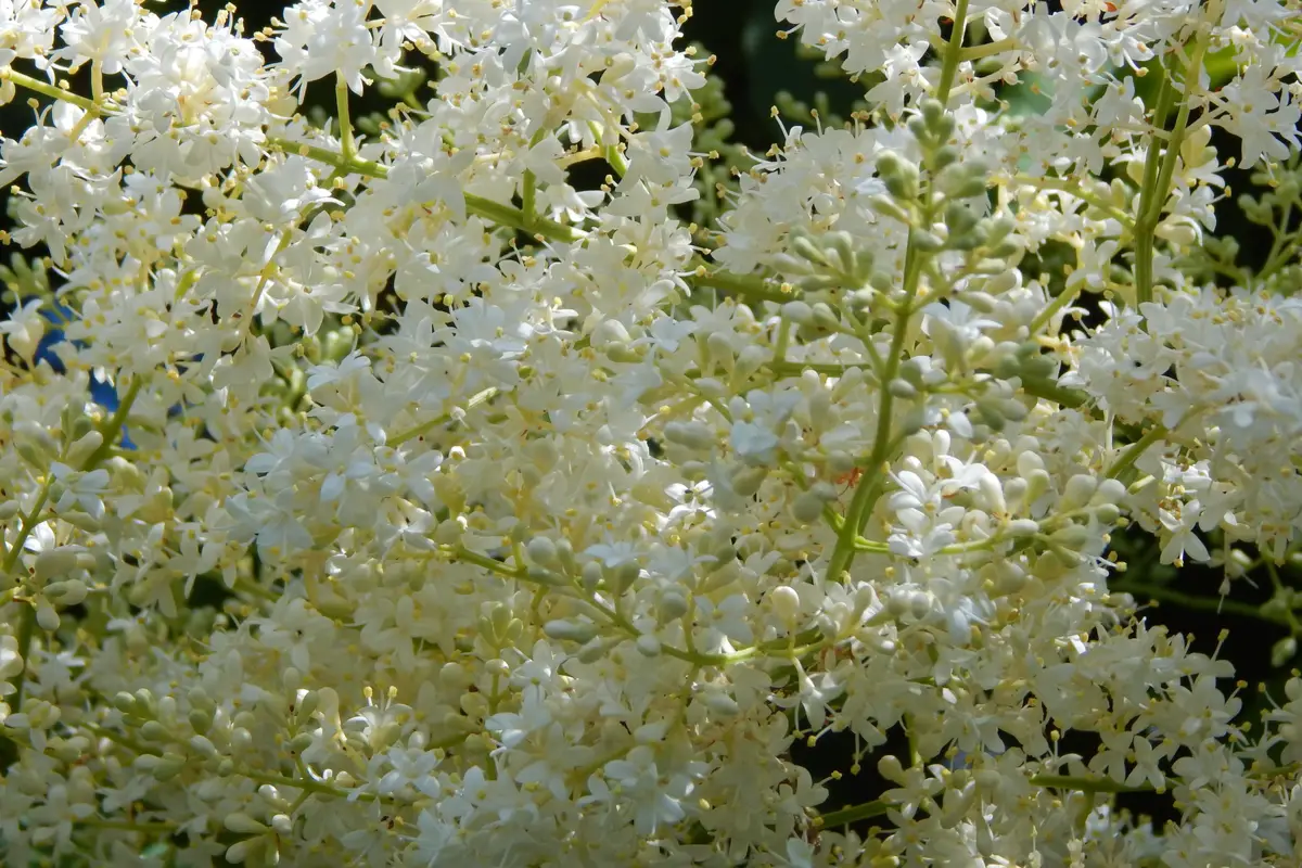 Japanese Lilac Tree