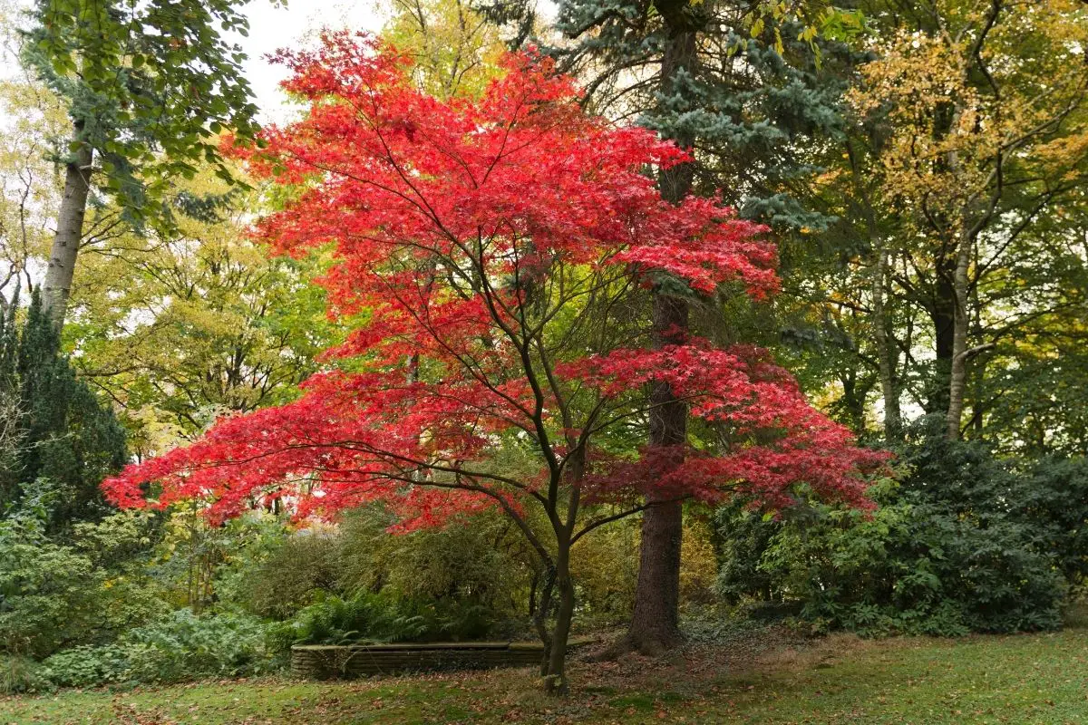 Japanese Maple (Acer Palmatum Atropurpureum)
