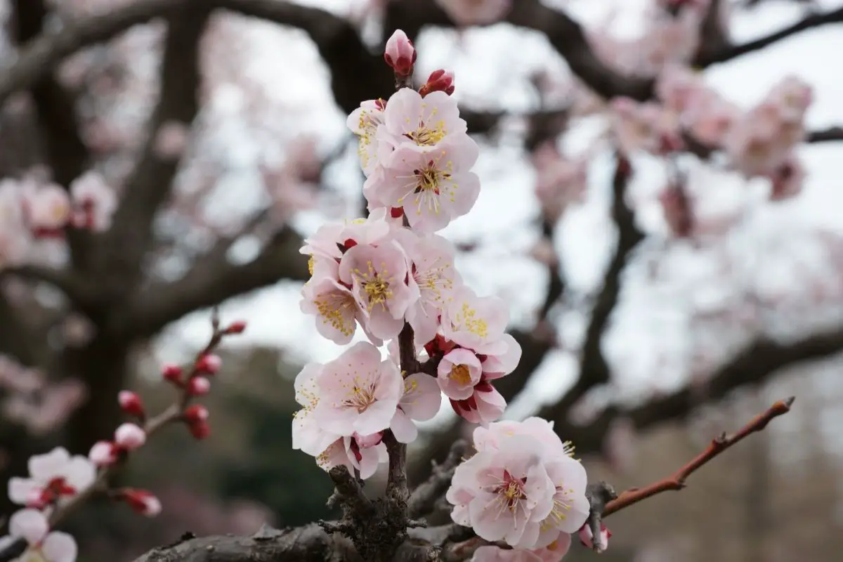 Japanese Plum Flower