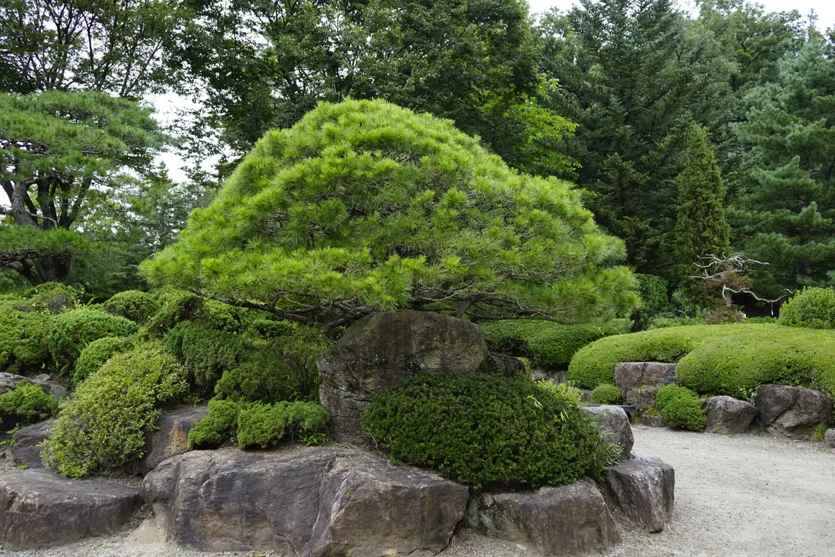 Japanese Umbrella-Pine