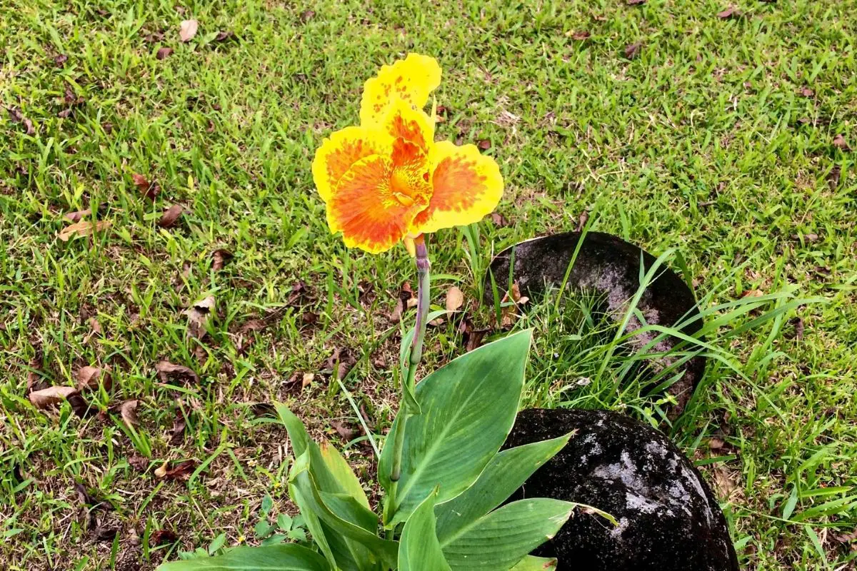 Keli flower (Cana Lilly)
