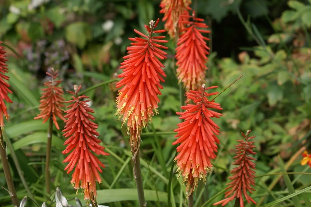 Kniphofia Flowers That Start With K