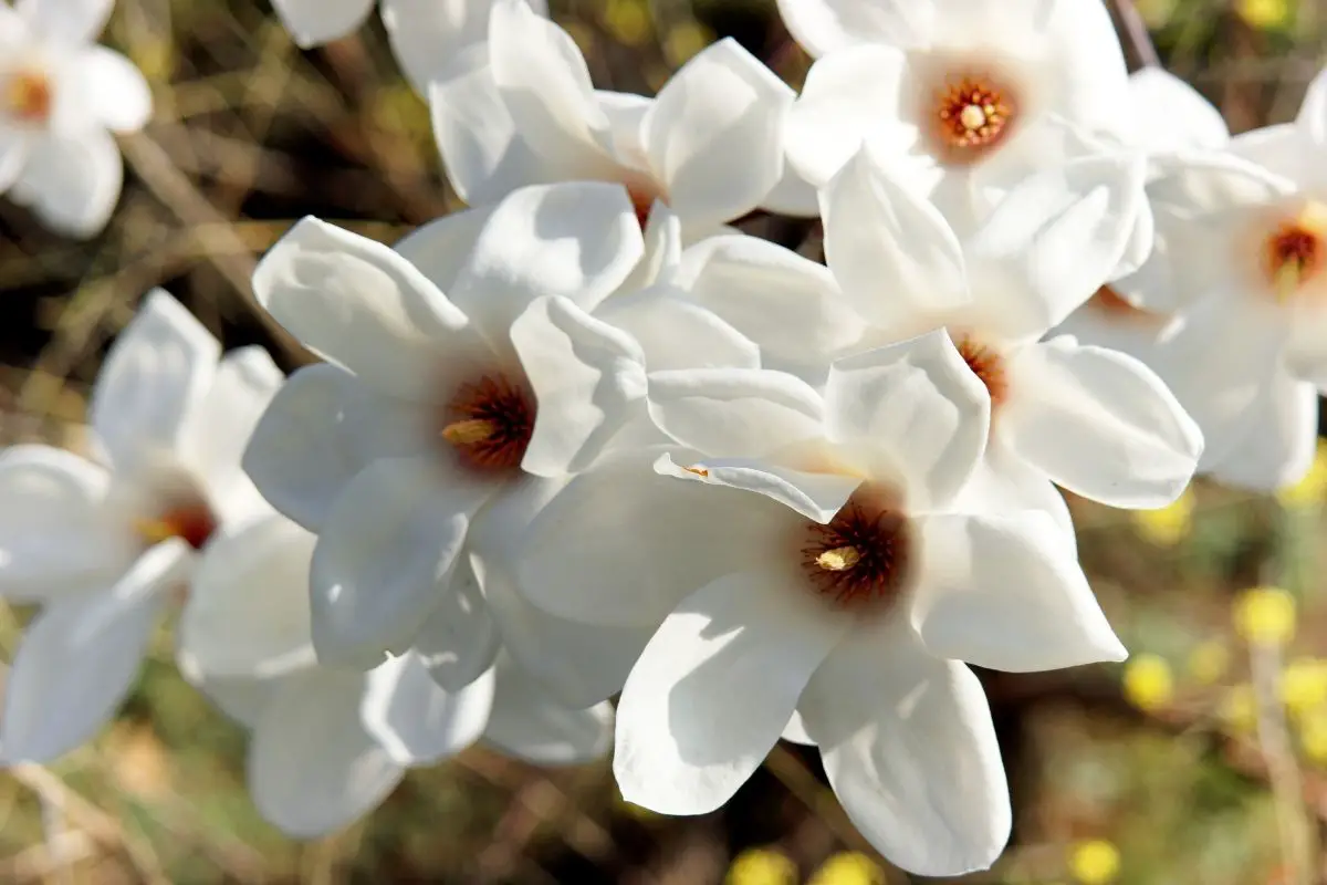 Kobus Magnolia Flowers That Start With K