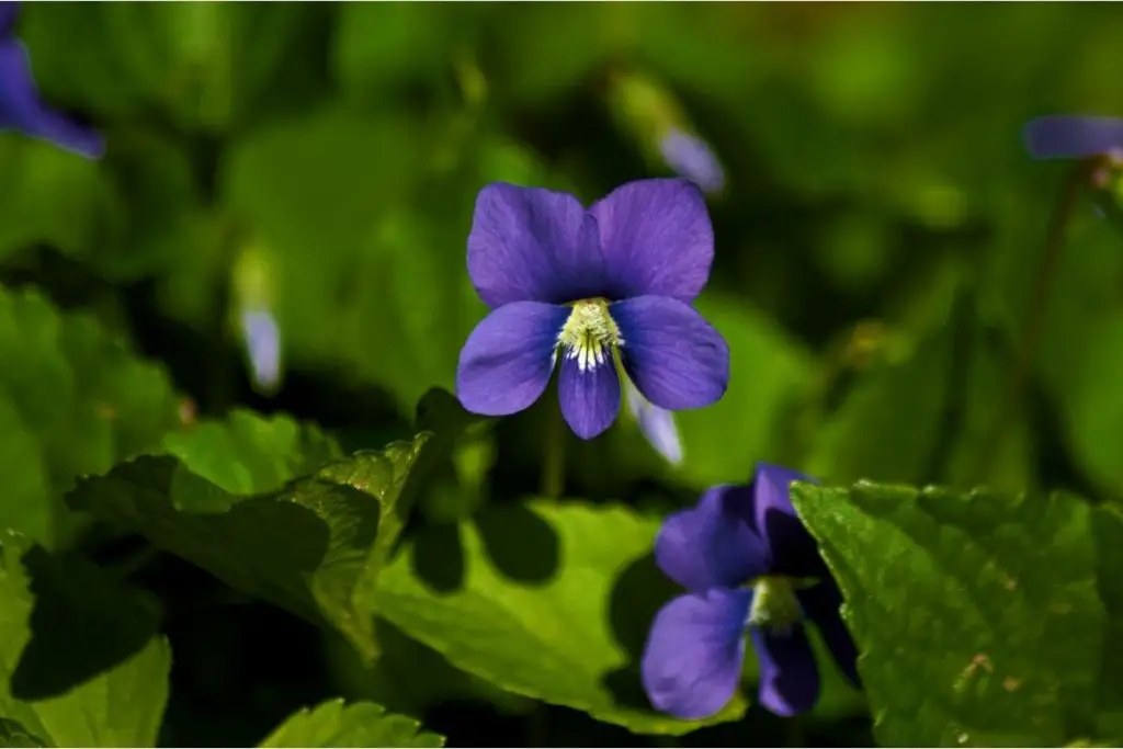 Lady's Mantle Violet Plants