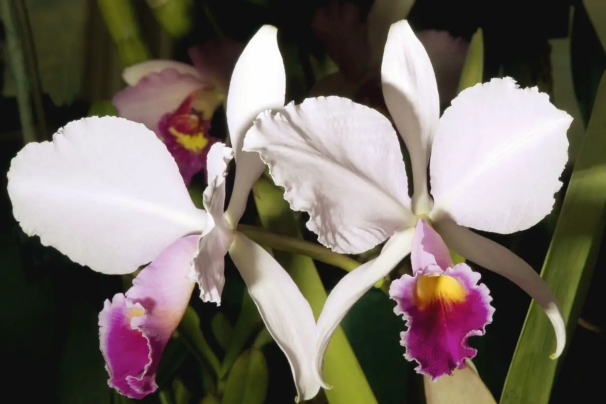 Laelia Orchids
