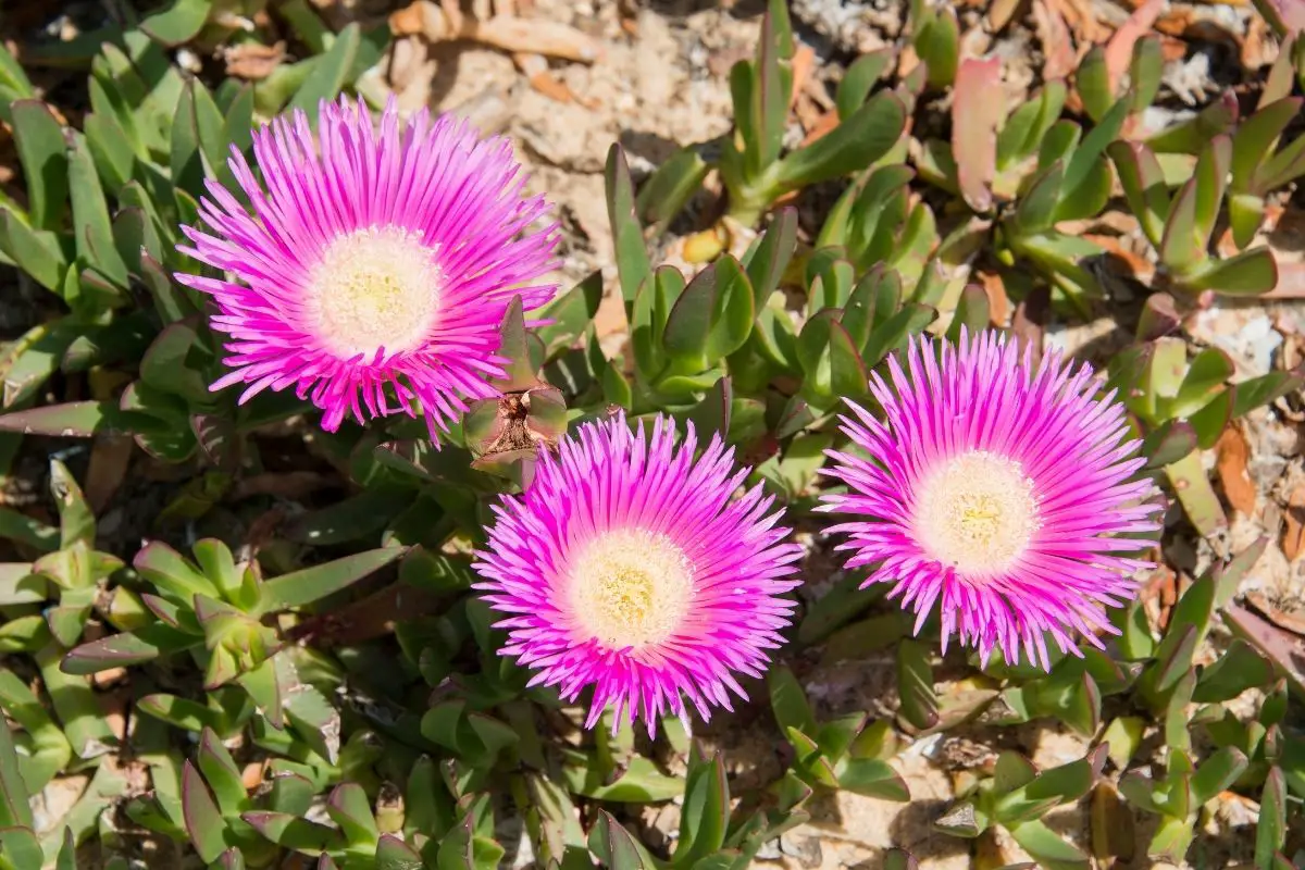 Lampranthus Flowers That Start With L