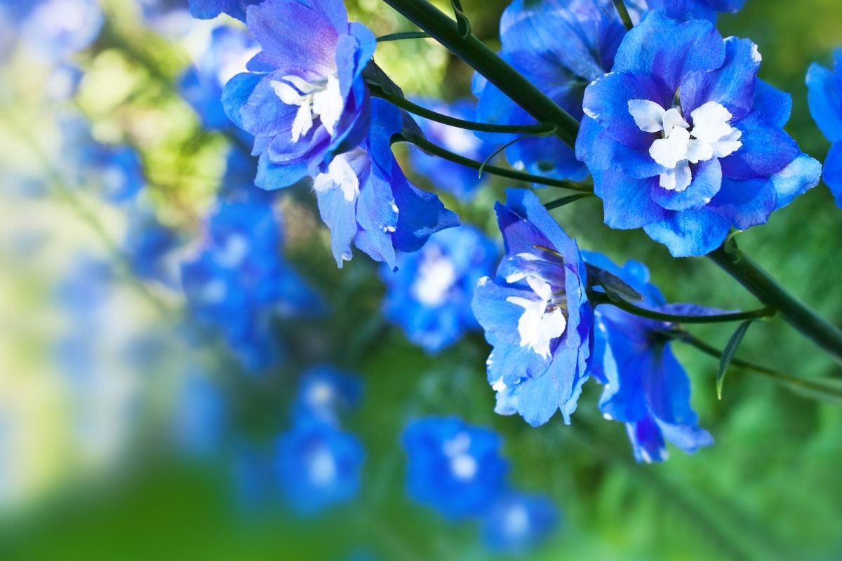 Larkspur Cornflower Blue Flowers