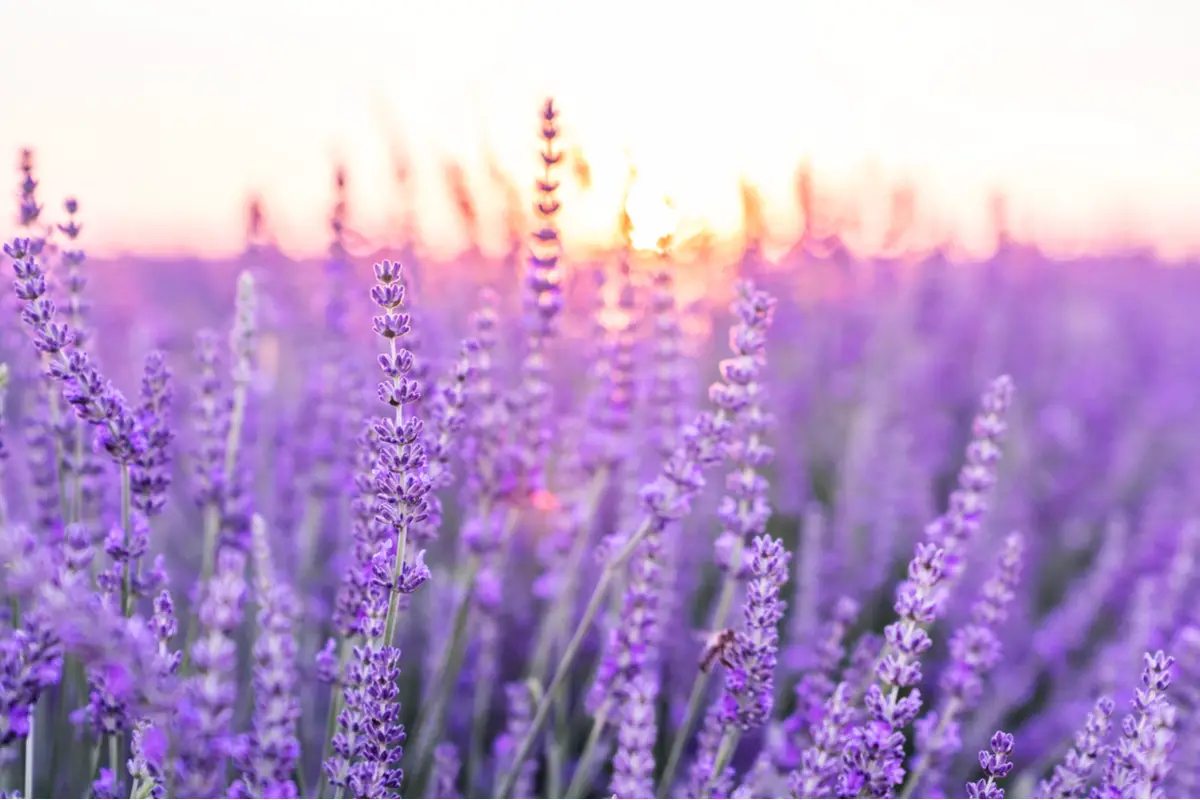 Lavender Russian Flowers